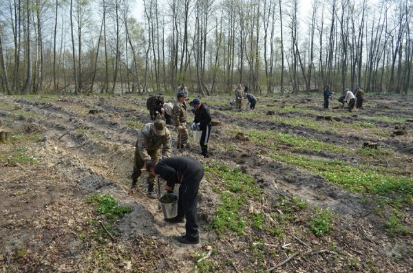 Як на Волині садять ліс. ФОТО